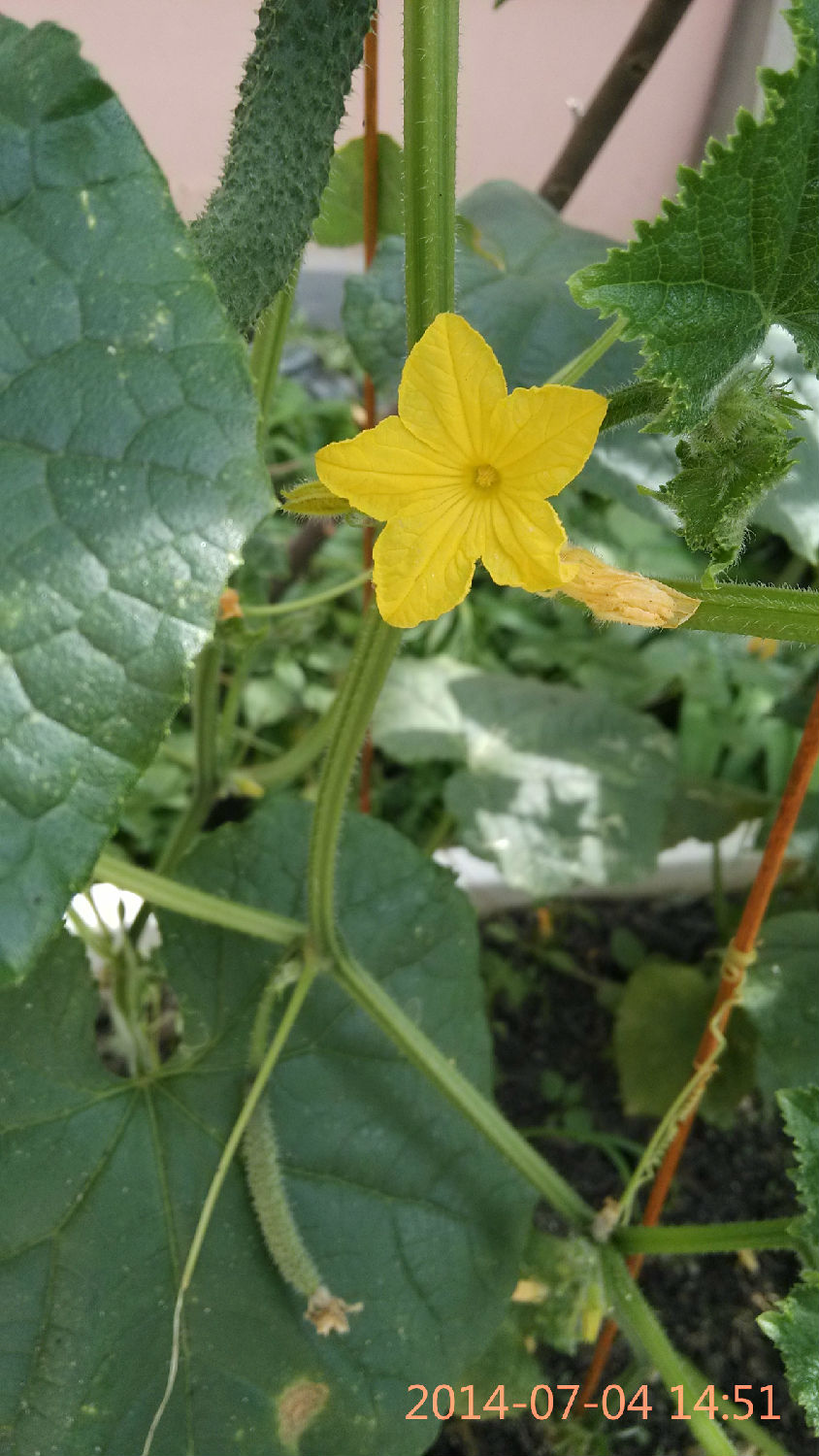 花盆種黃瓜